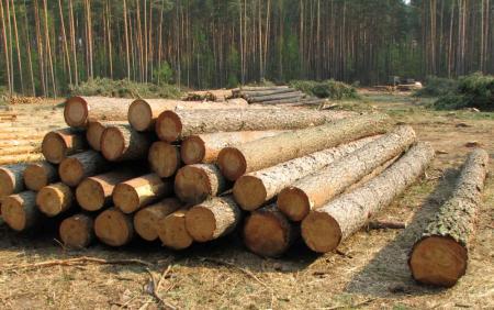 Ціна деревини на ліцензованій Українській універсальній біржі